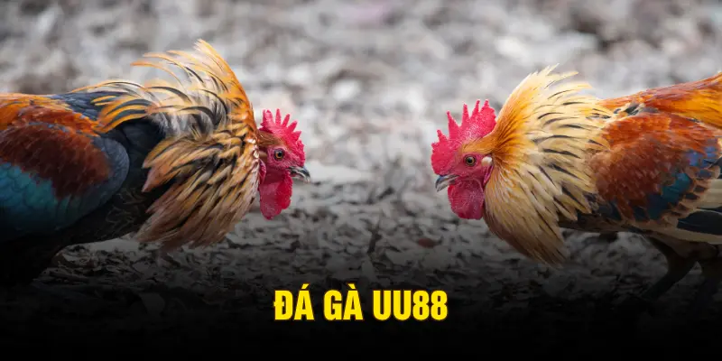 Đá gà UU88